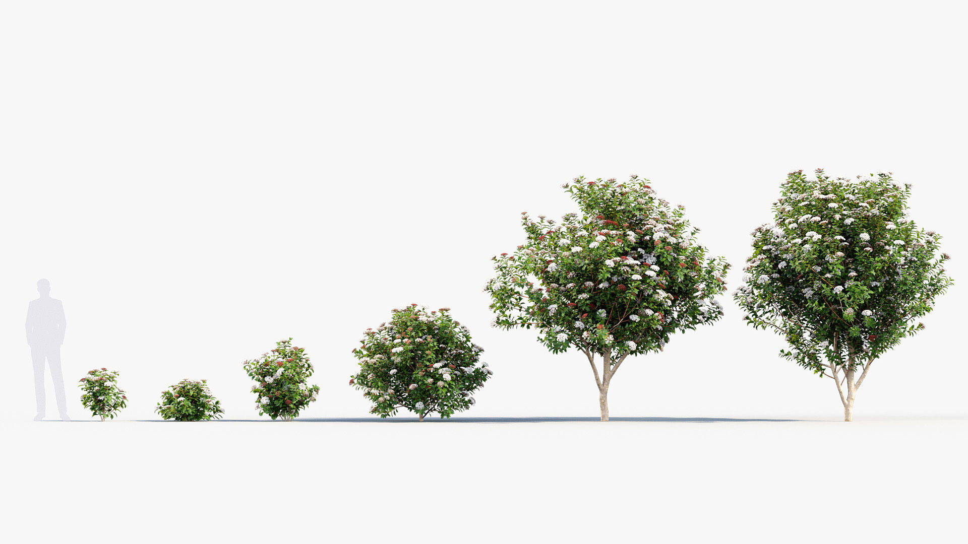 Viburnum tinus Laurustinus 3D model_1