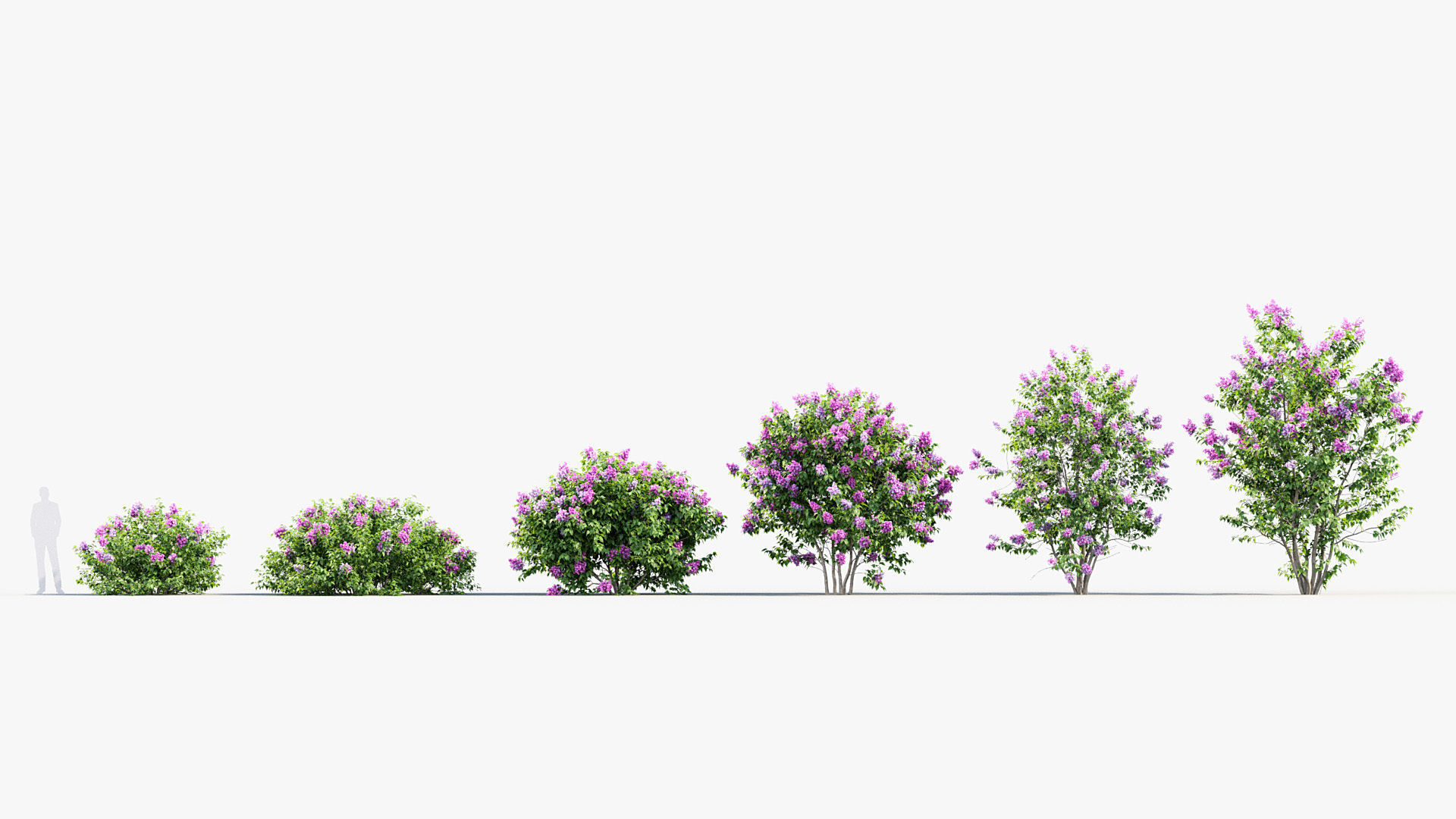Syringa vulgaris Common lilac 3D model_1