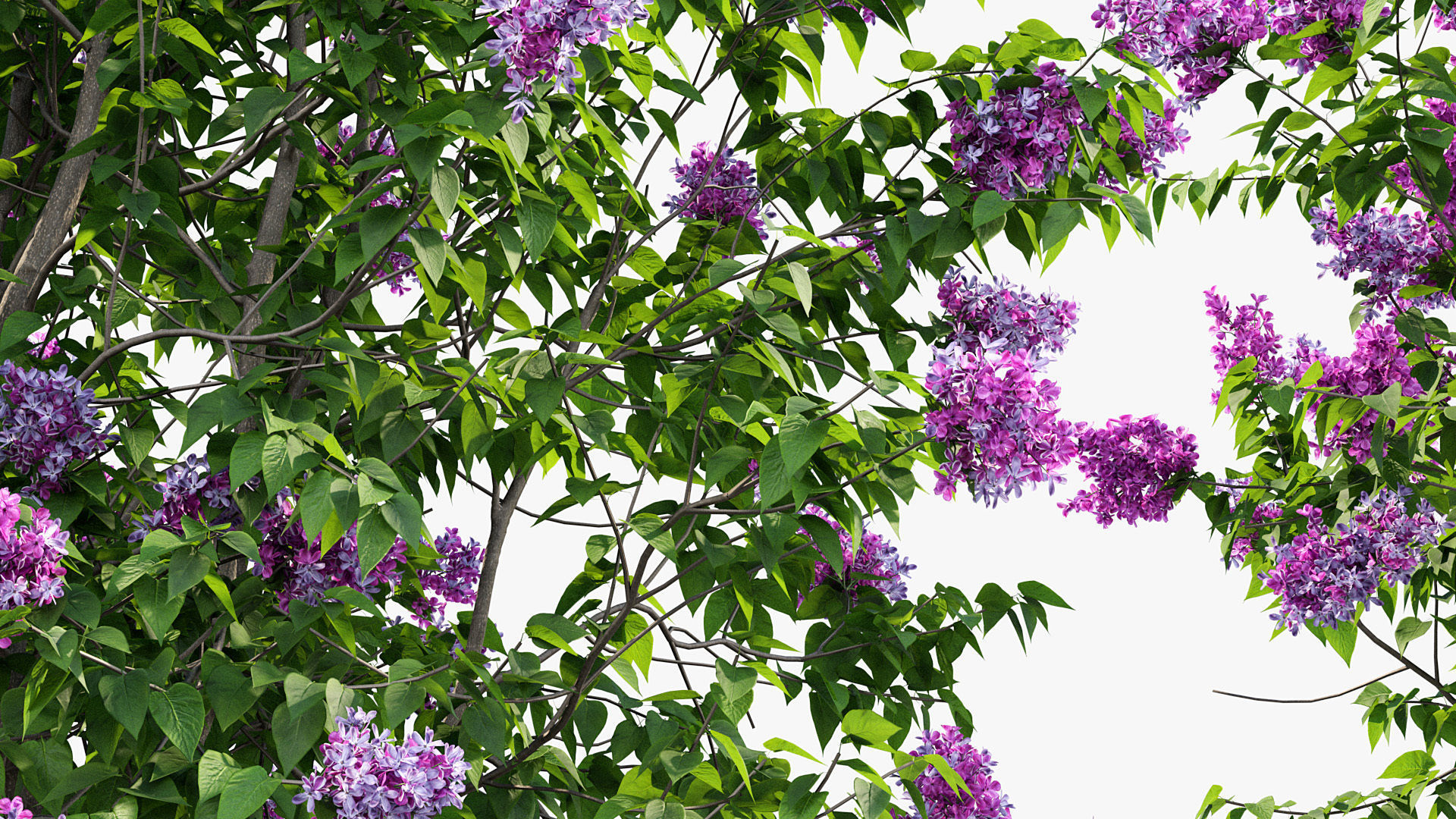 Syringa vulgaris Common lilac 3D model_5