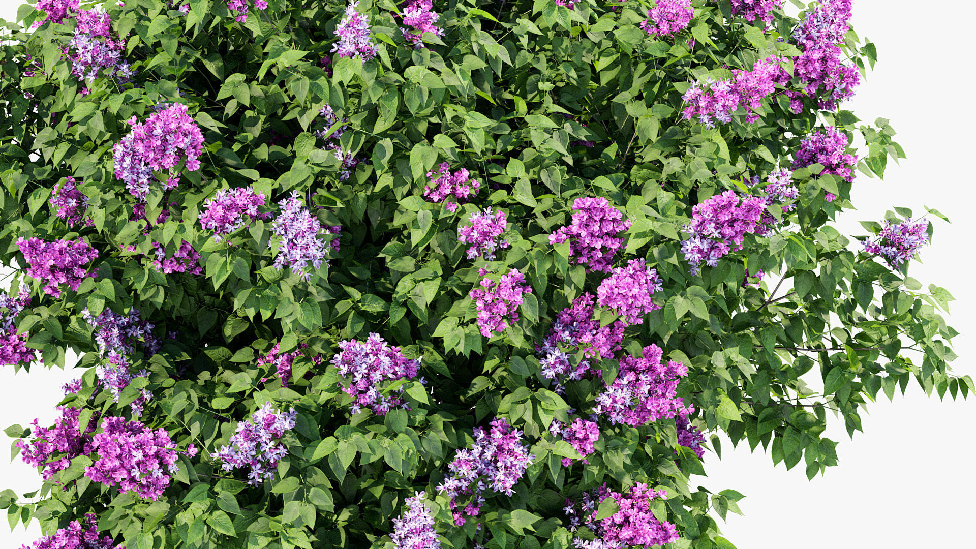 Syringa vulgaris Common lilac 3D model_6