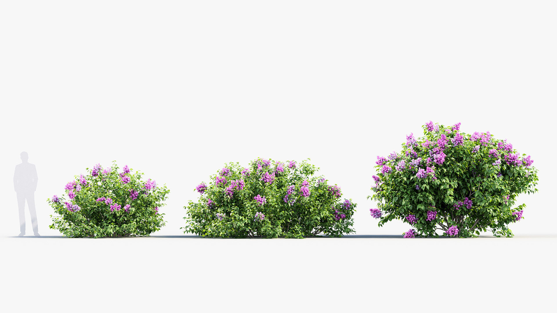 Syringa vulgaris Common lilac 3D model_2