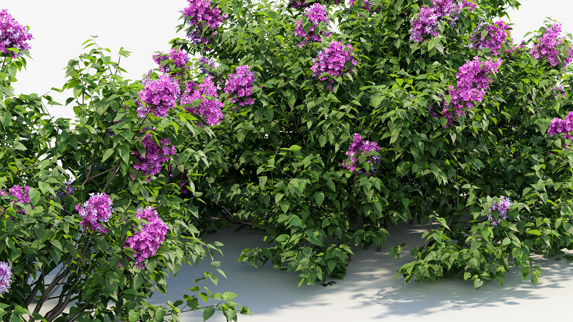 Syringa vulgaris Common lilac 3D model_4