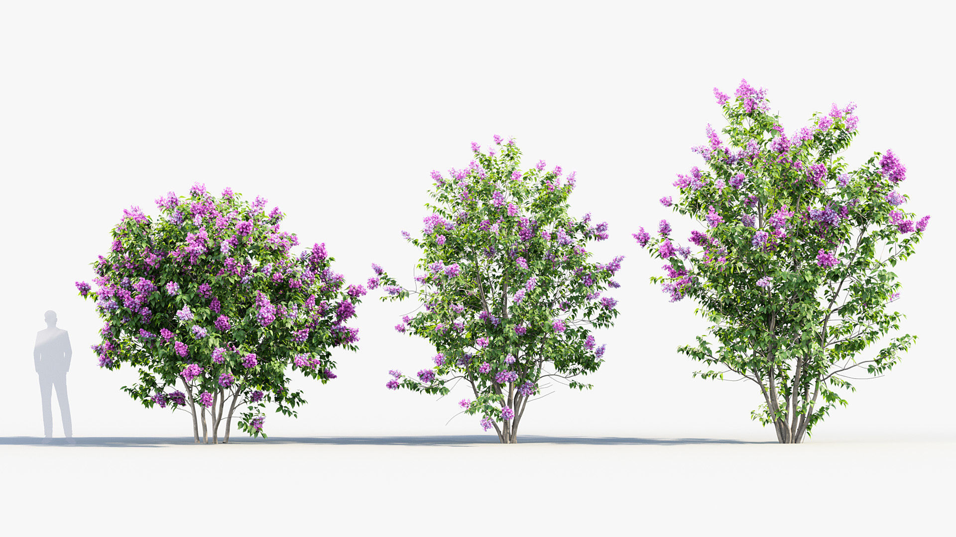 Syringa vulgaris Common lilac 3D model_3