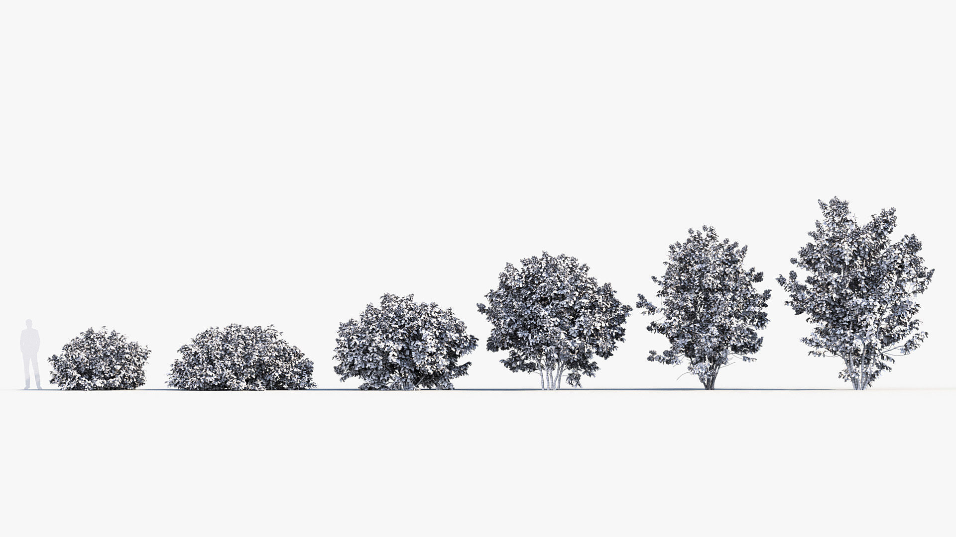 Syringa vulgaris Common lilac 3D model_8