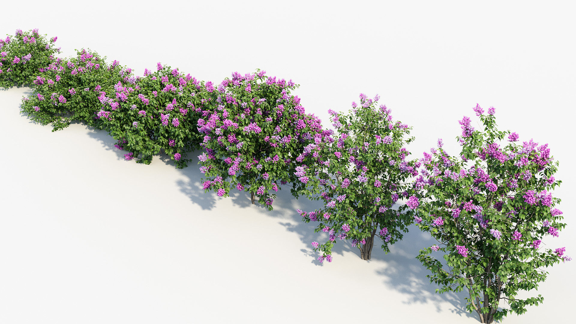 Syringa vulgaris Common lilac 3D model_7