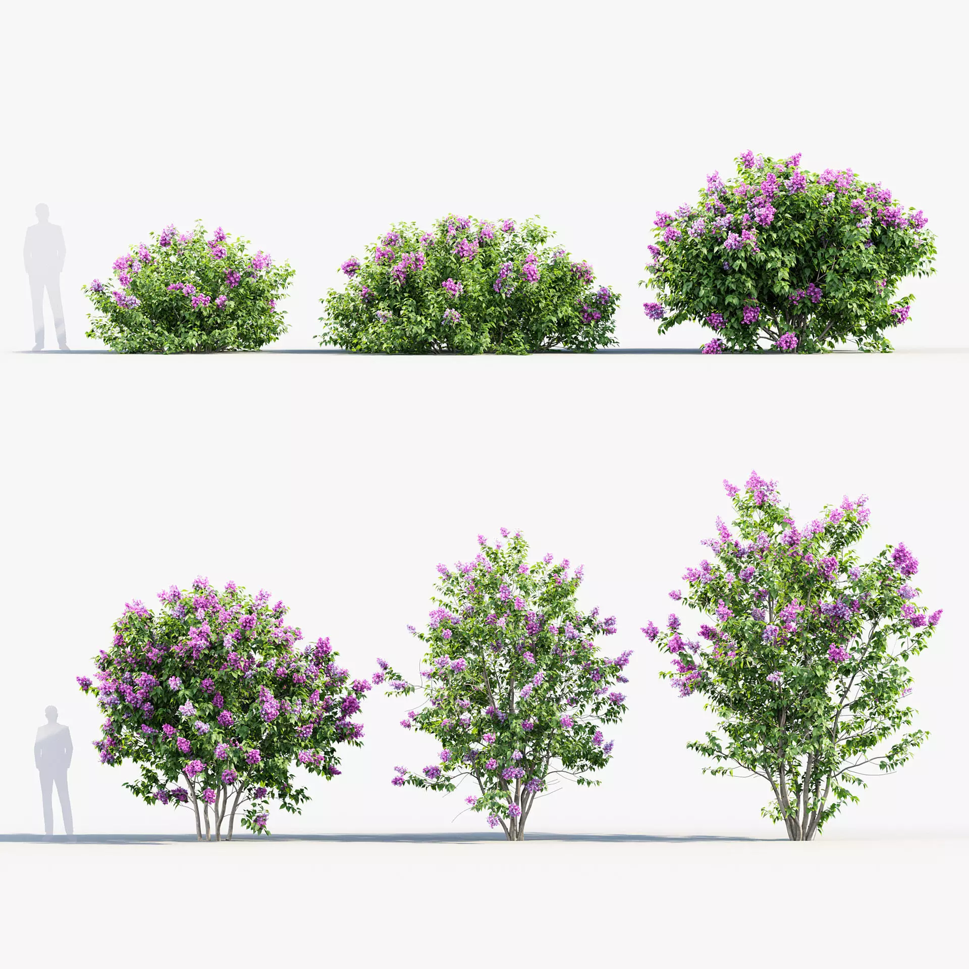 Syringa vulgaris Common lilac 3D model_0