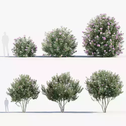Nerium Oleander Oleander 3D model