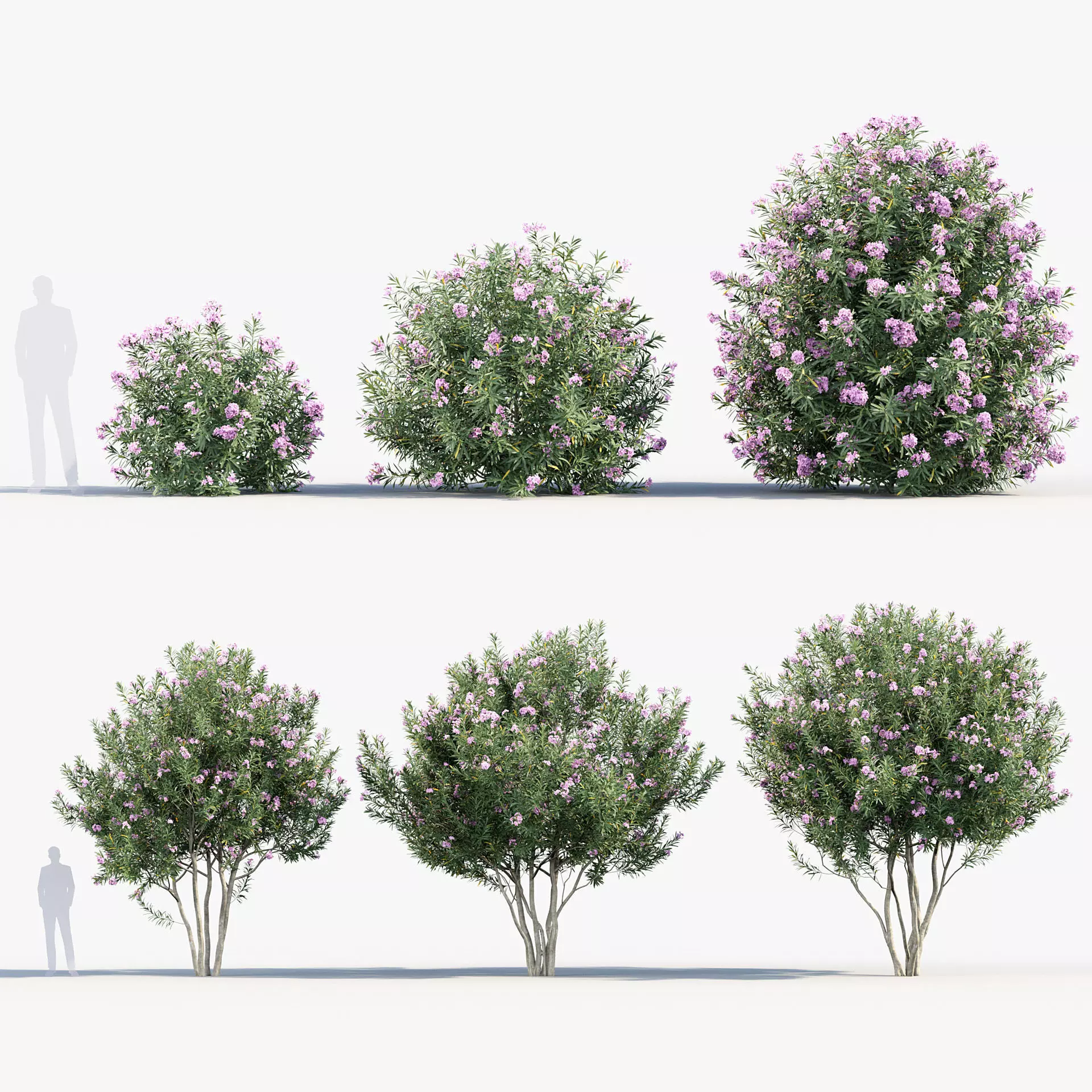 Nerium Oleander - Rose Laurel 3D model