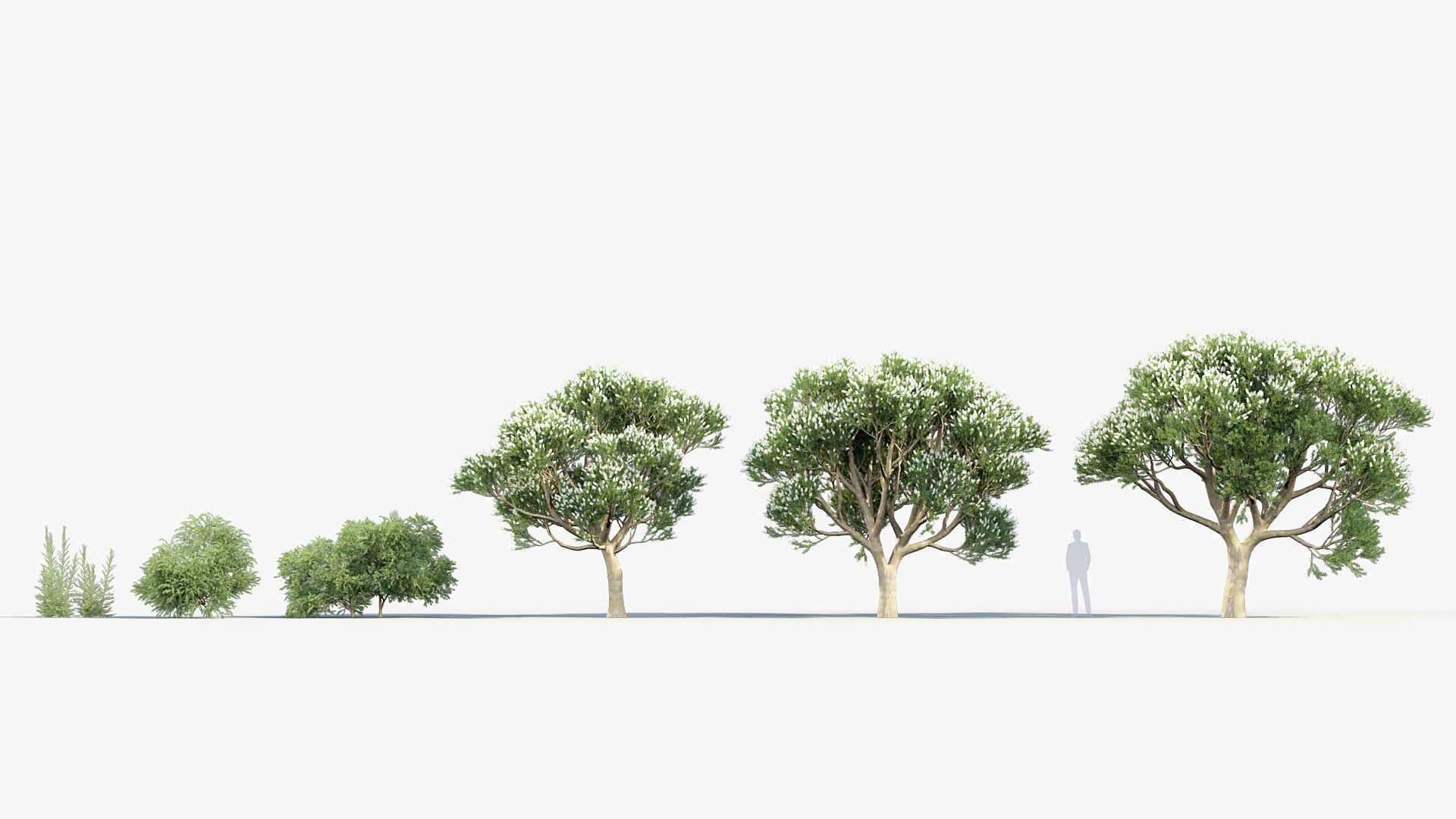 Melaleuca linariifolia Flax-Leaved Paper-Bark 3D model_1