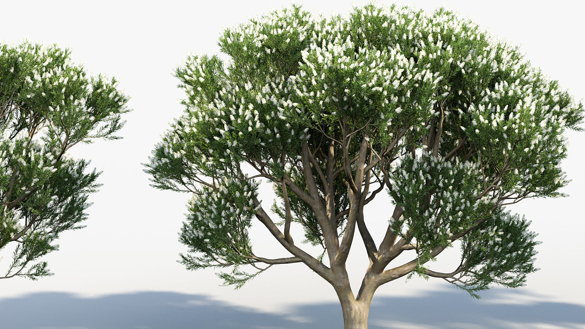 Melaleuca linariifolia Flax-Leaved Paper-Bark 3D model_5