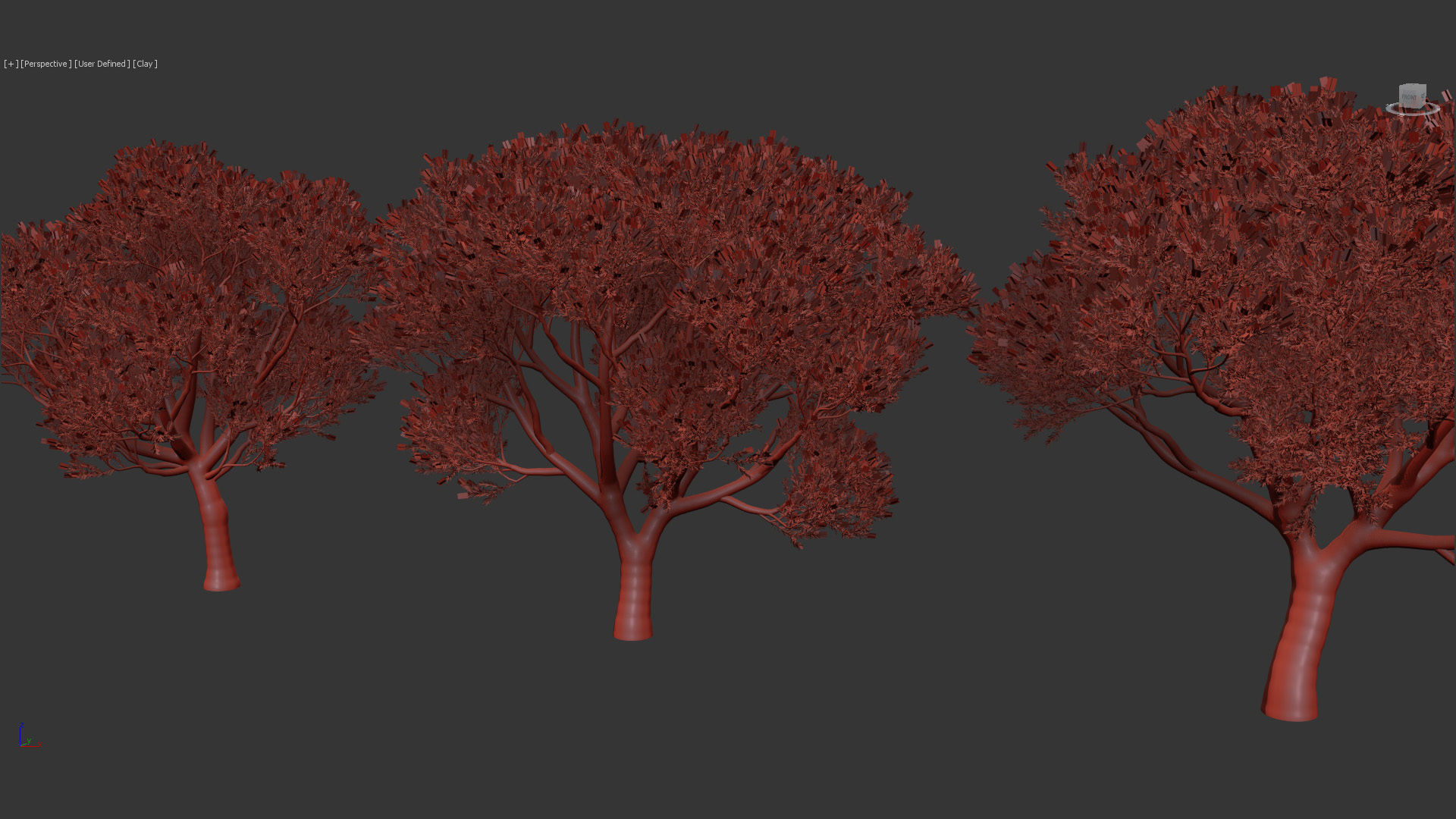 Melaleuca linariifolia Flax-Leaved Paper-Bark 3D model_11