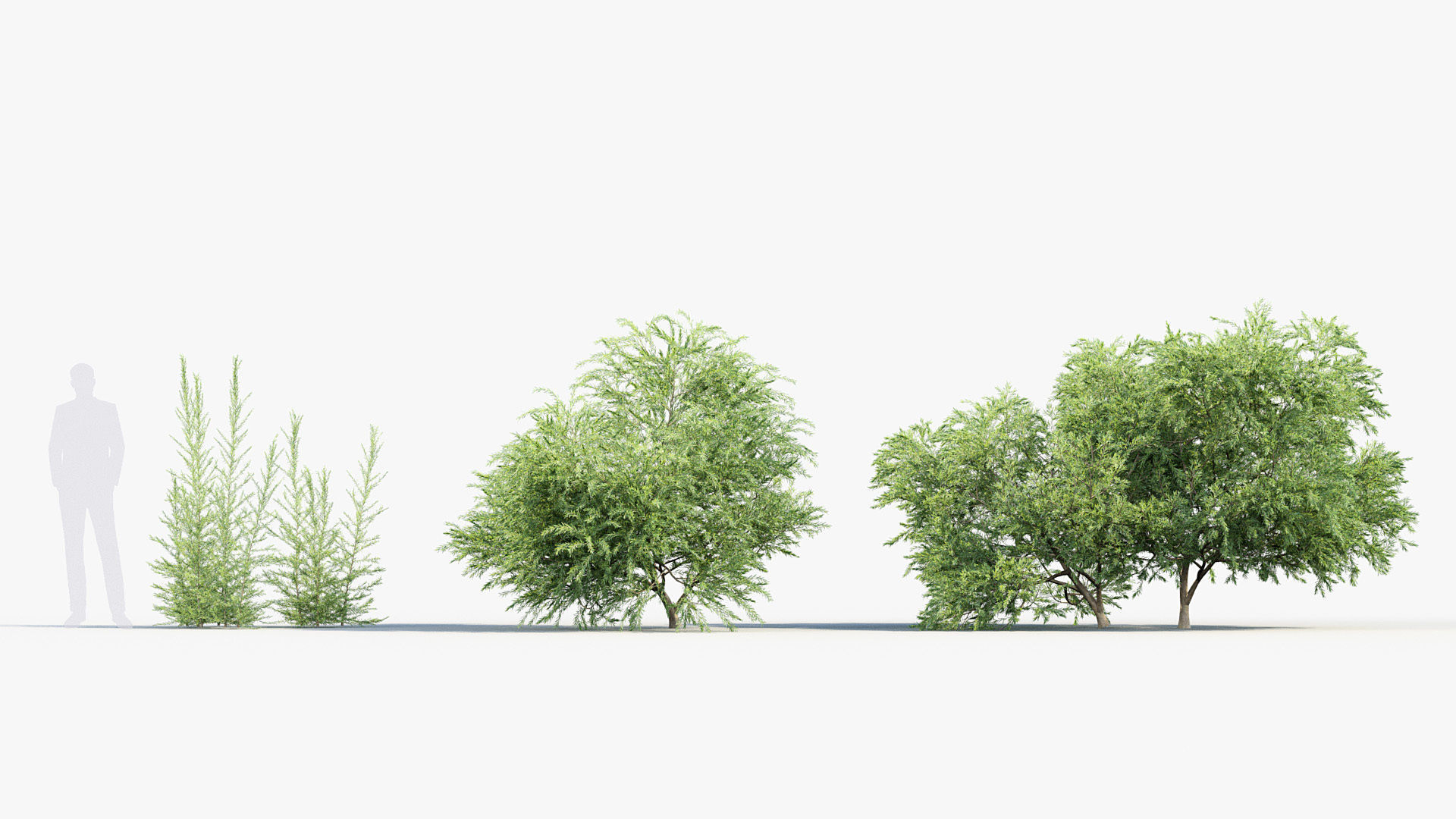 Melaleuca linariifolia Flax-Leaved Paper-Bark 3D model_2