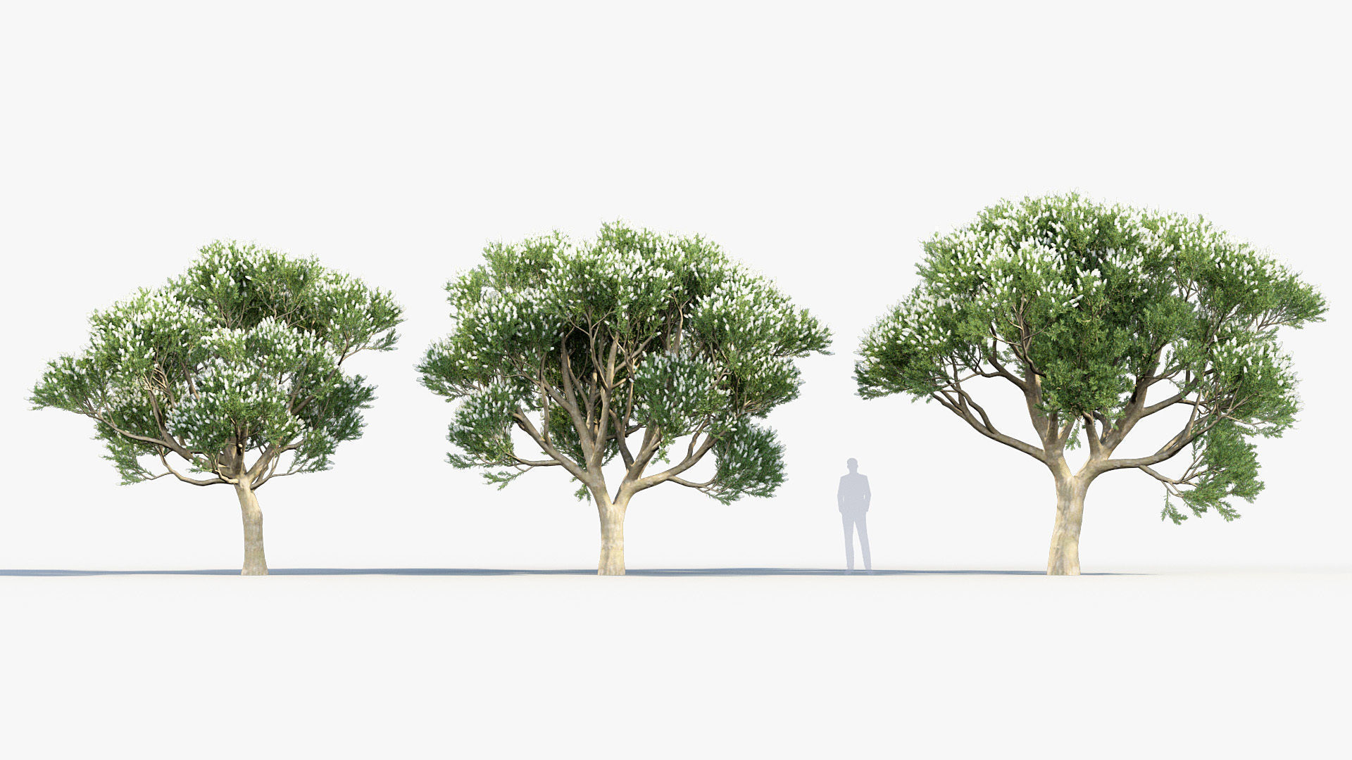 Melaleuca linariifolia Flax-Leaved Paper-Bark 3D model_3