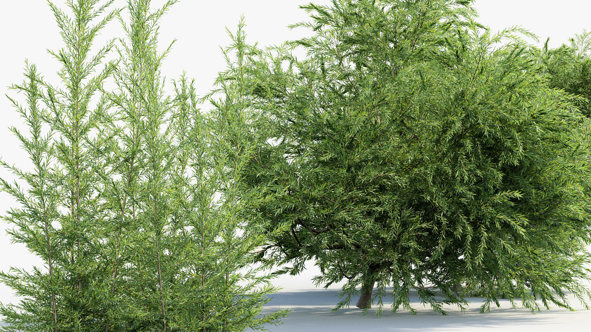 Melaleuca linariifolia Flax-Leaved Paper-Bark 3D model_4