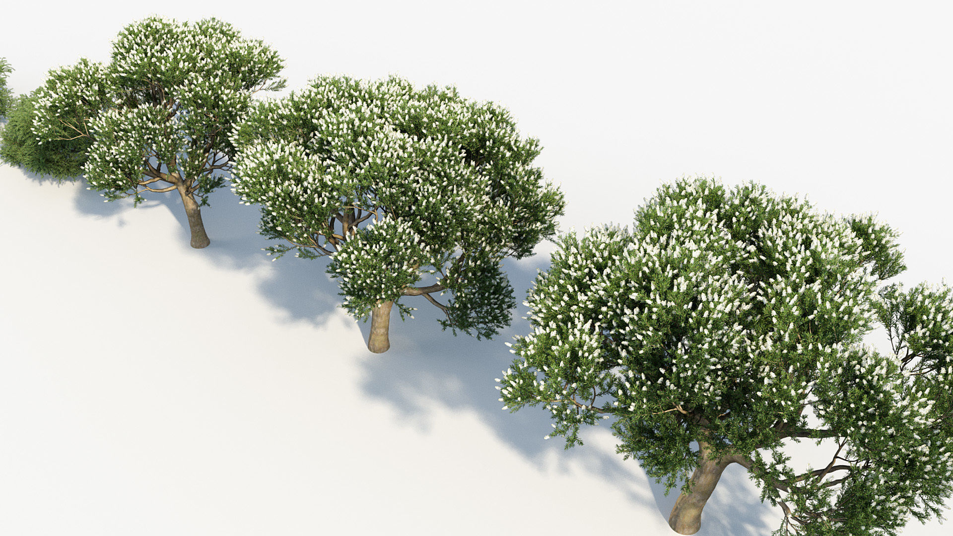 Melaleuca linariifolia Flax-Leaved Paper-Bark 3D model_7