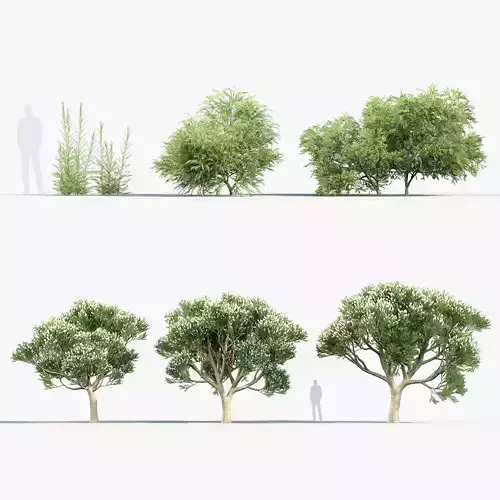 Melaleuca linariifolia Flax-Leaved Paper-Bark