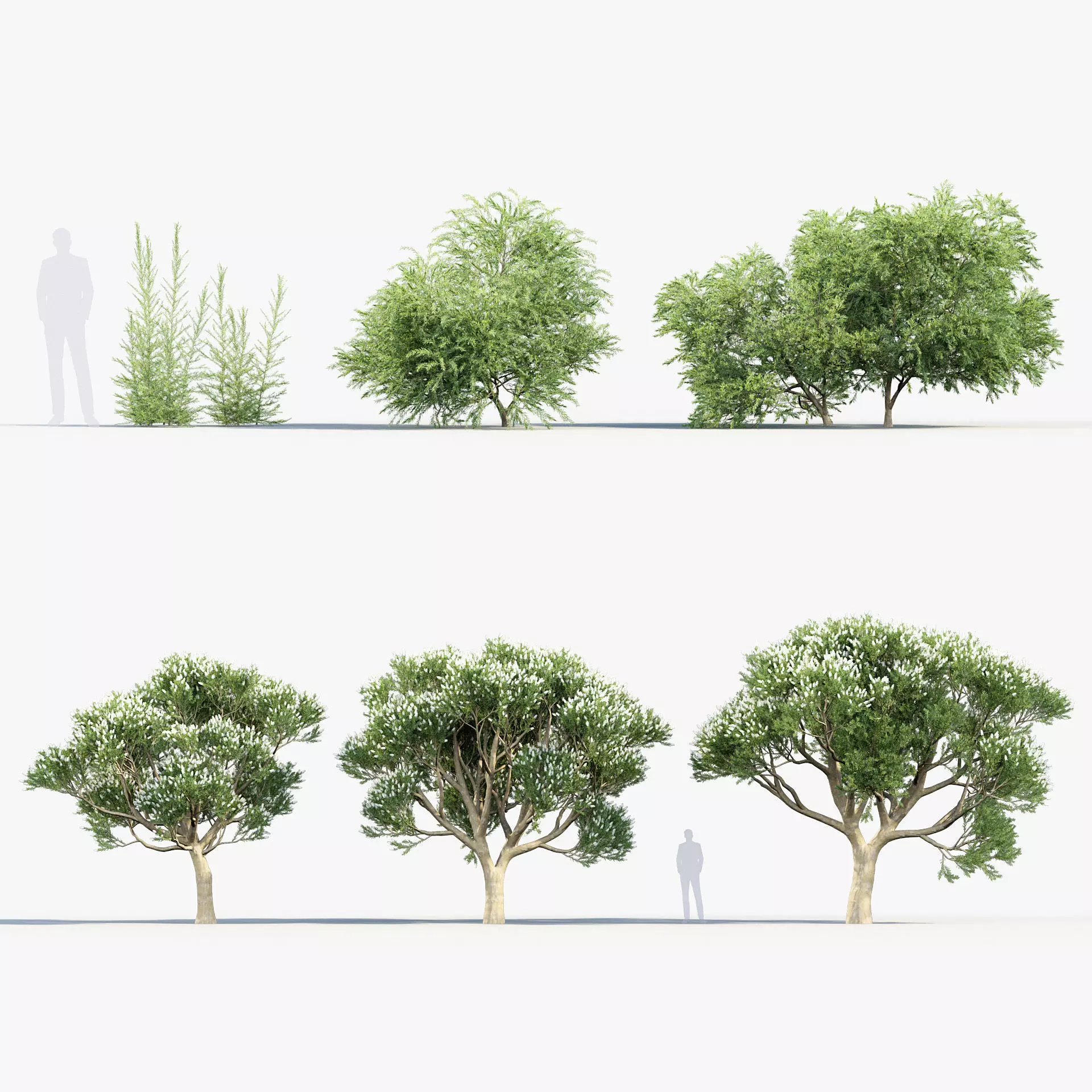 Melaleuca linariifolia Flax-Leaved Paper-Bark 3D model_0