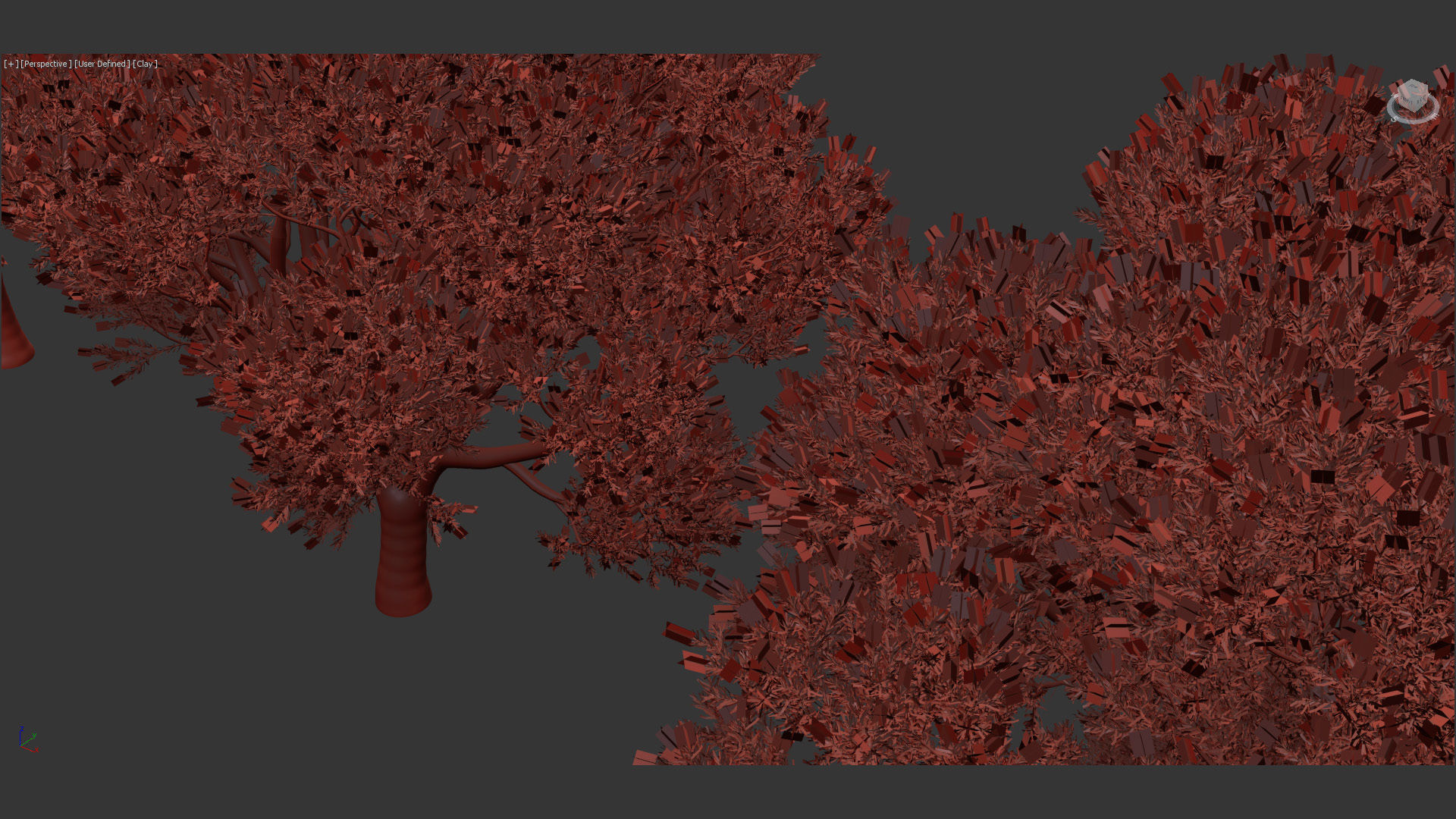 Melaleuca linariifolia Flax-Leaved Paper-Bark 3D model_13