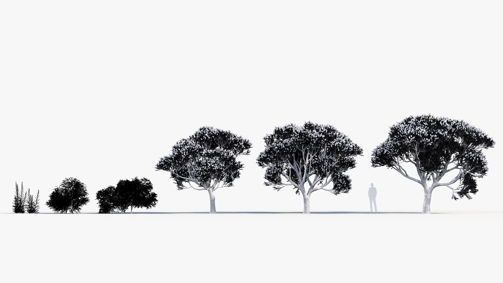 Melaleuca linariifolia Flax-Leaved Paper-Bark 3D model_8