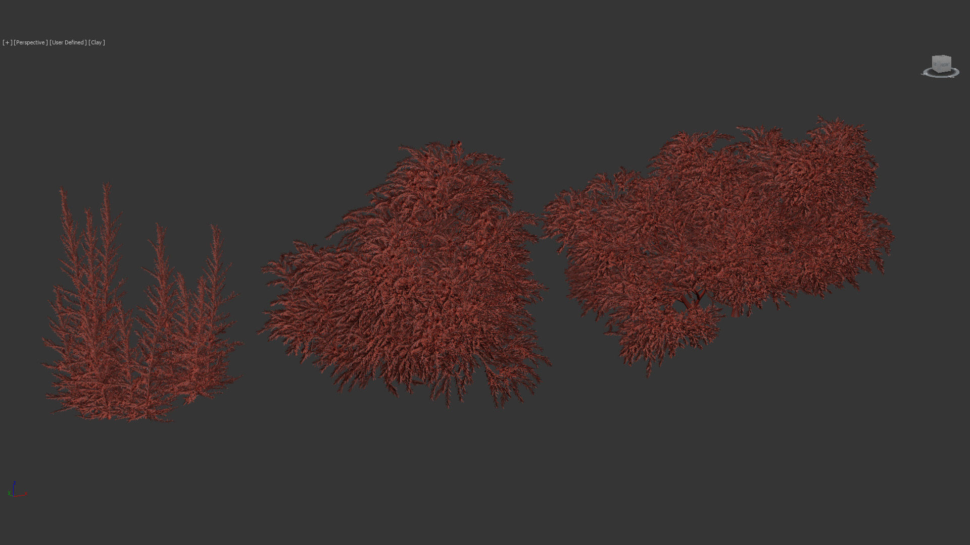 Melaleuca linariifolia Flax-Leaved Paper-Bark 3D model_9