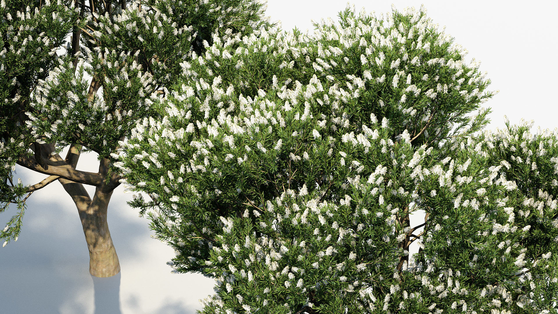 Melaleuca linariifolia Flax-Leaved Paper-Bark 3D model_6