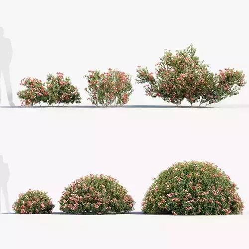 Glossy abelia Abelia x grandiflora