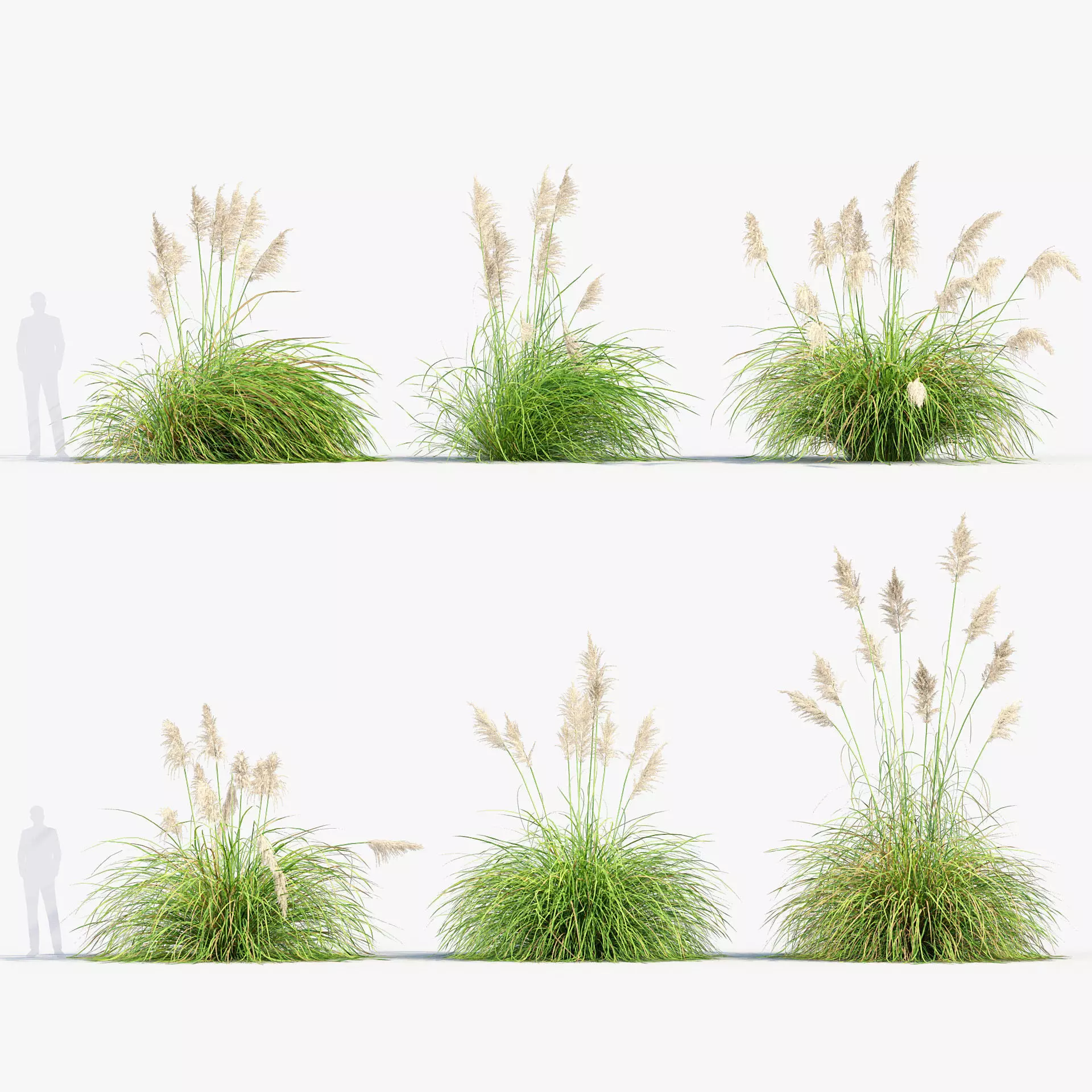 Cortaderia selloana - Pampas grass 03 3D model