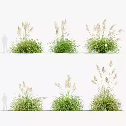 Cortaderia selloana Pampas grass 3D Model 03 3D model