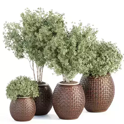 Outdoor plants collection vol 203 3D model