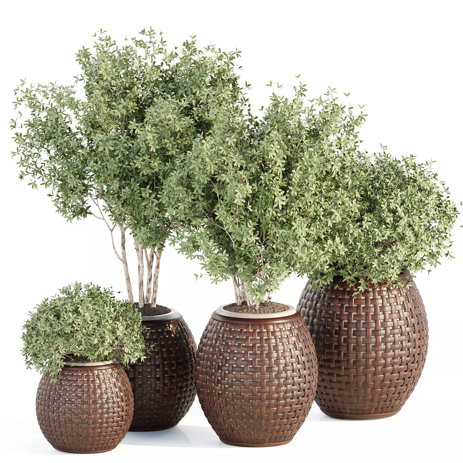 Outdoor plants collection vol 203 3D model