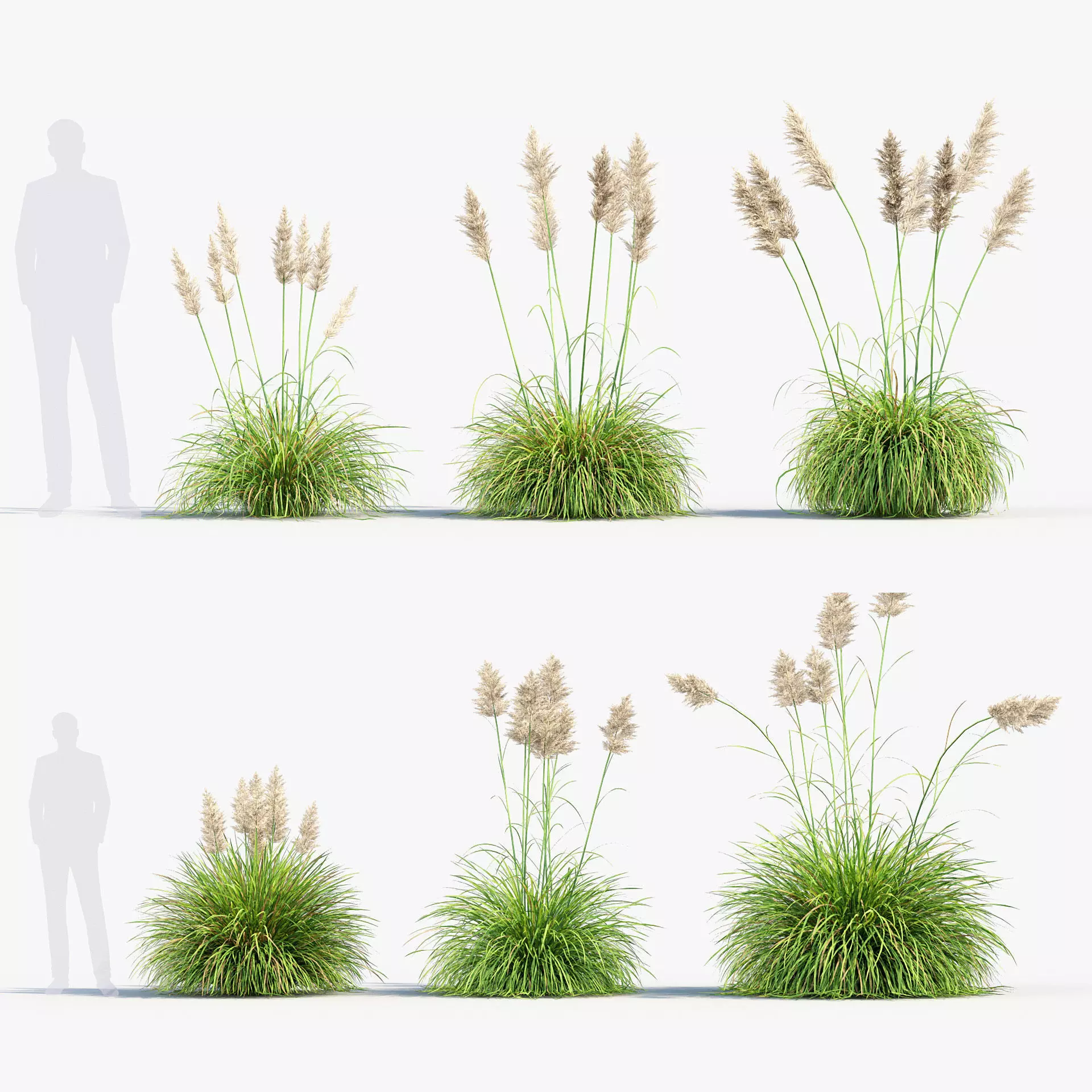 Cortaderia selloana - Pampas grass 02 3D model