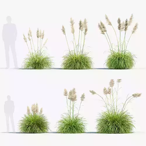 Cortaderia selloana Pampas grass 3D Model 02