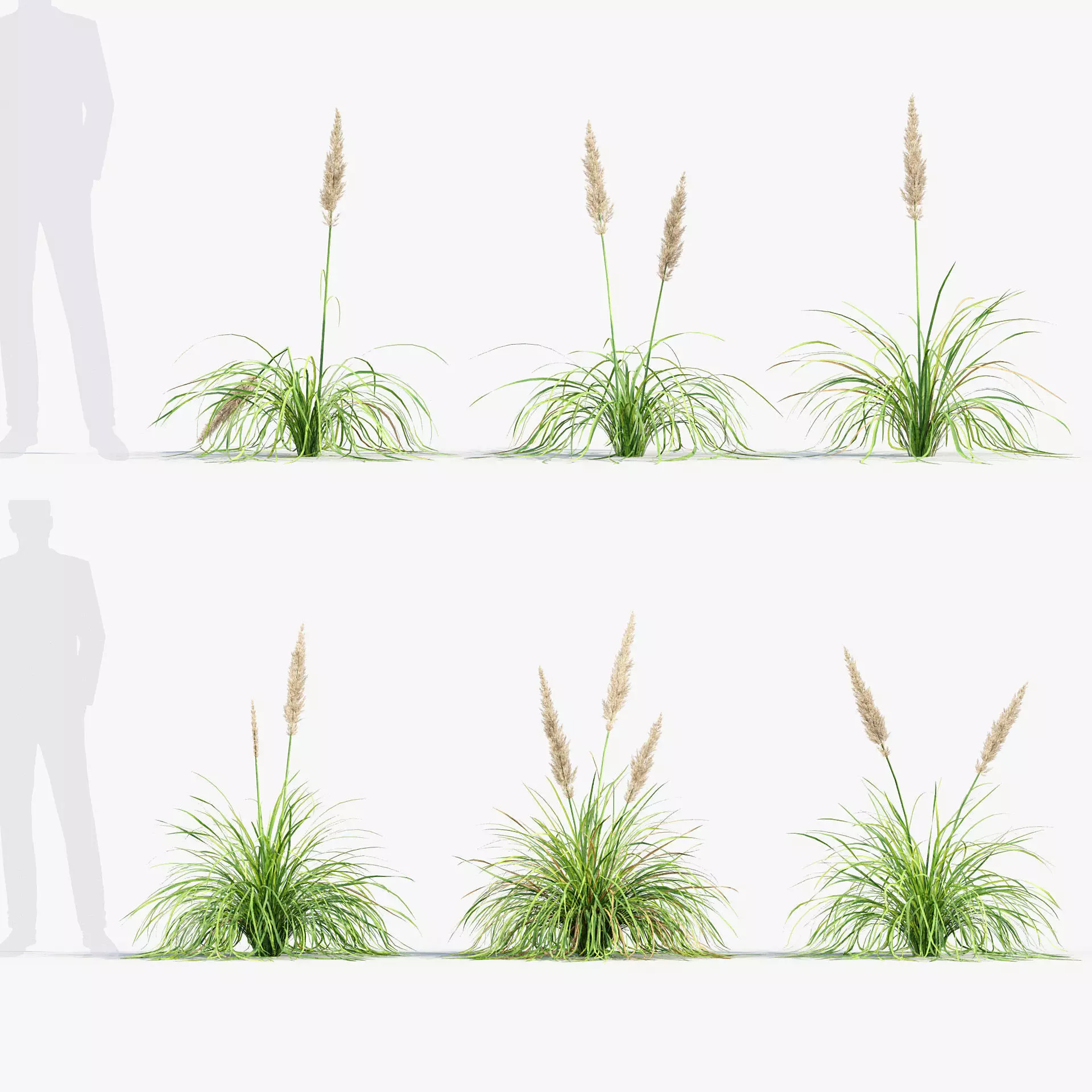 Cortaderia selloana - Pampas grass 01 3D model
