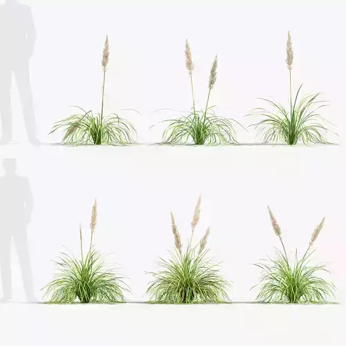 Cortaderia selloana Pampas grass 3D Model 01