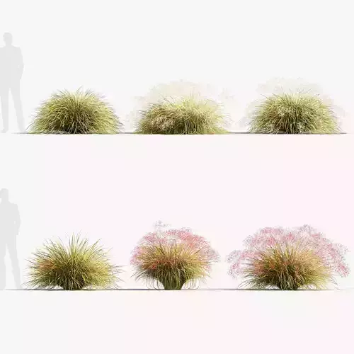 Anemanthele lessoniana Gossamer grass 3D Model 02