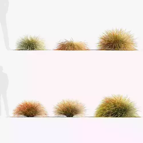 Anemanthele lessoniana Gossamer grass 3D Model 01