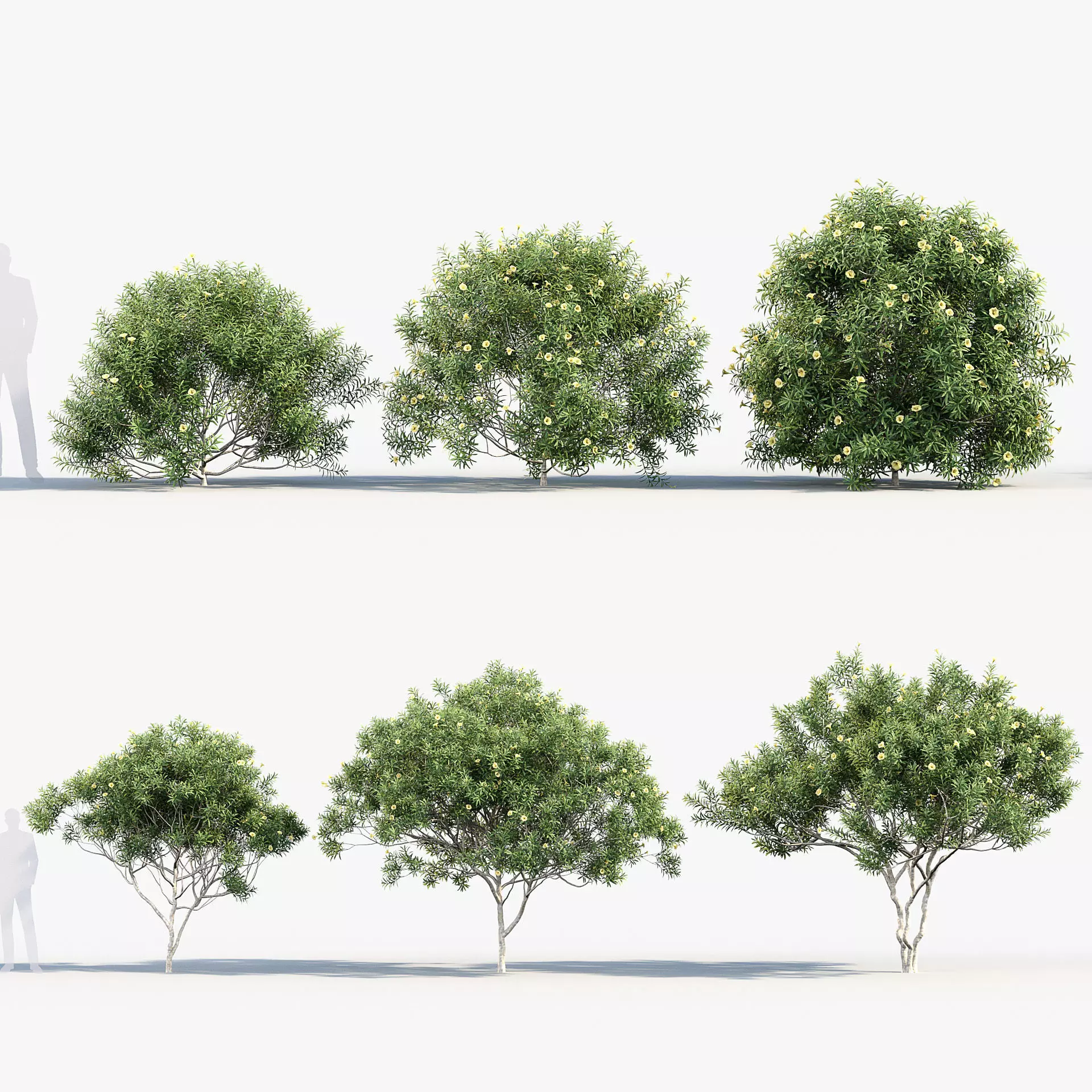 Cascabela thevetia Yellow oleander 3D model_0