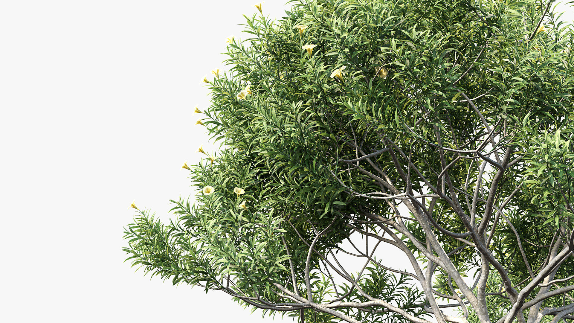 Cascabela thevetia Yellow oleander 3D model_6