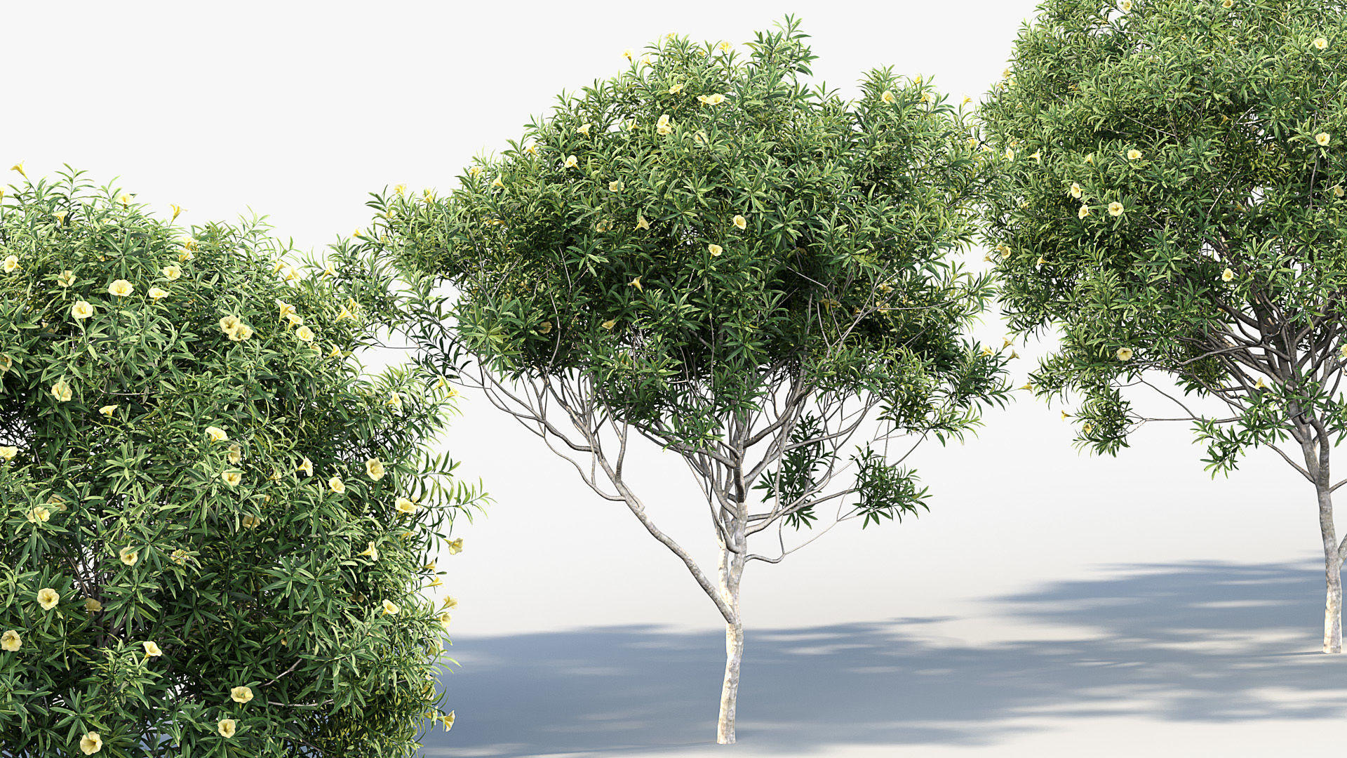 Cascabela thevetia Yellow oleander 3D model_7