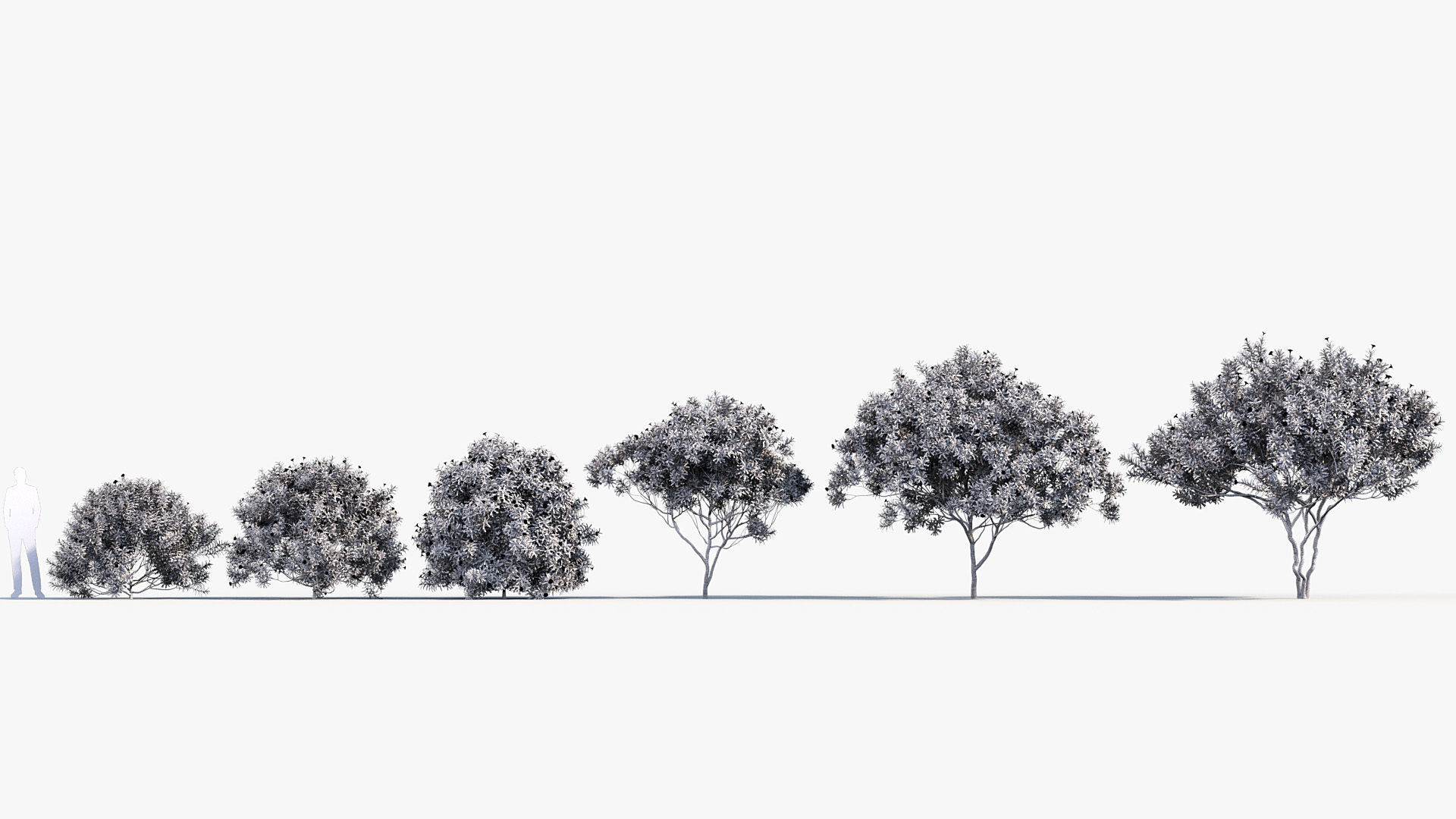 Cascabela thevetia Yellow oleander 3D model_8