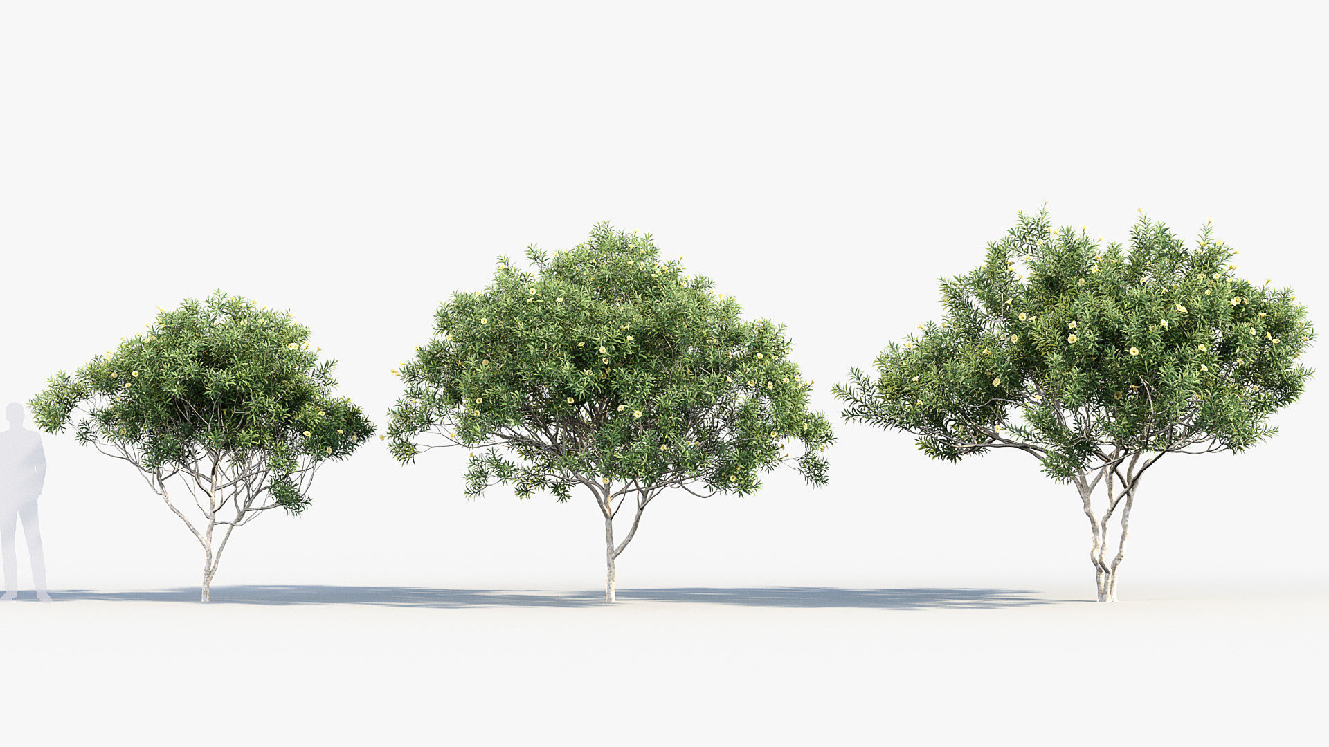 Cascabela thevetia Yellow oleander 3D model_3