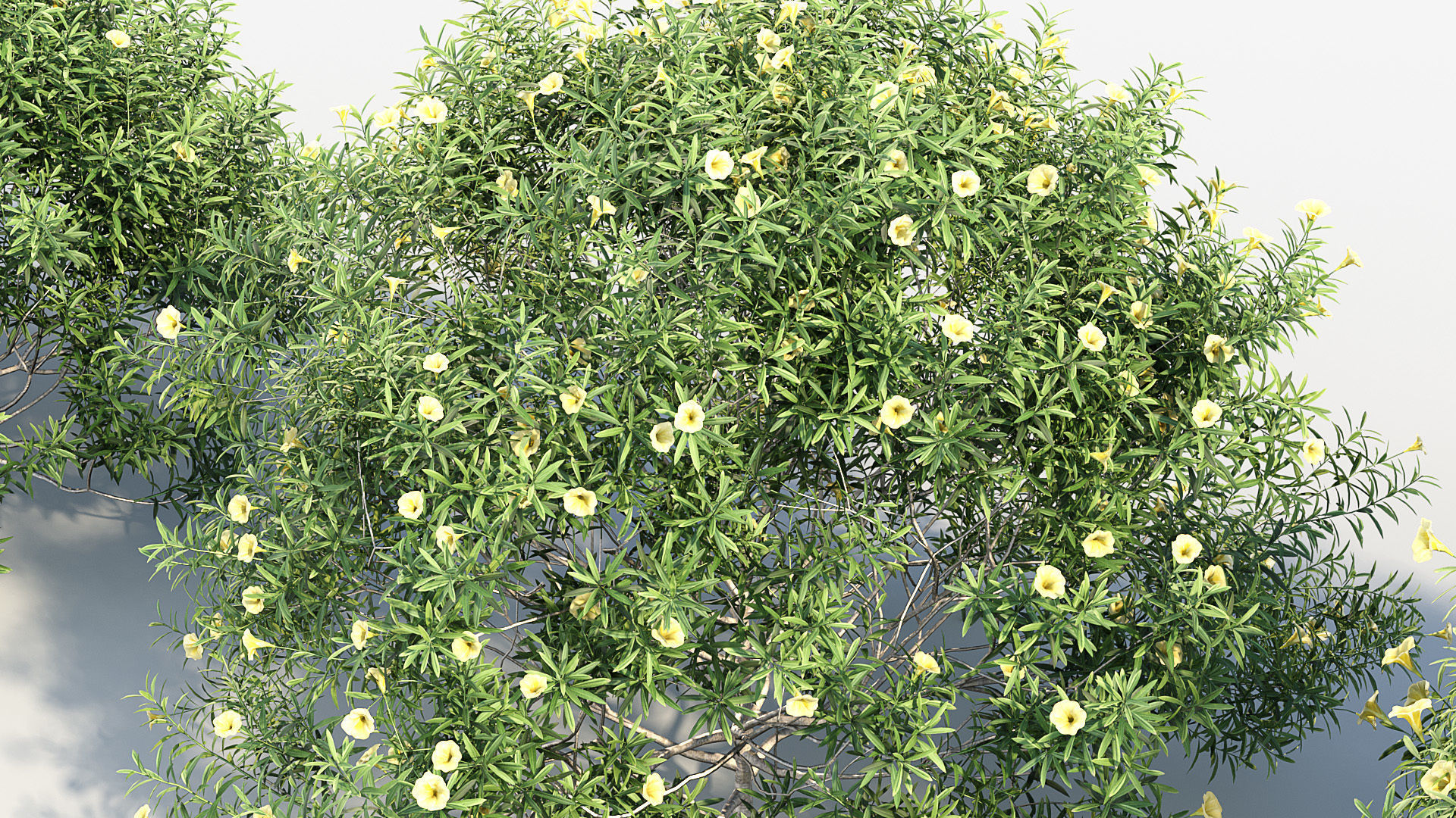 Cascabela thevetia Yellow oleander 3D model_4