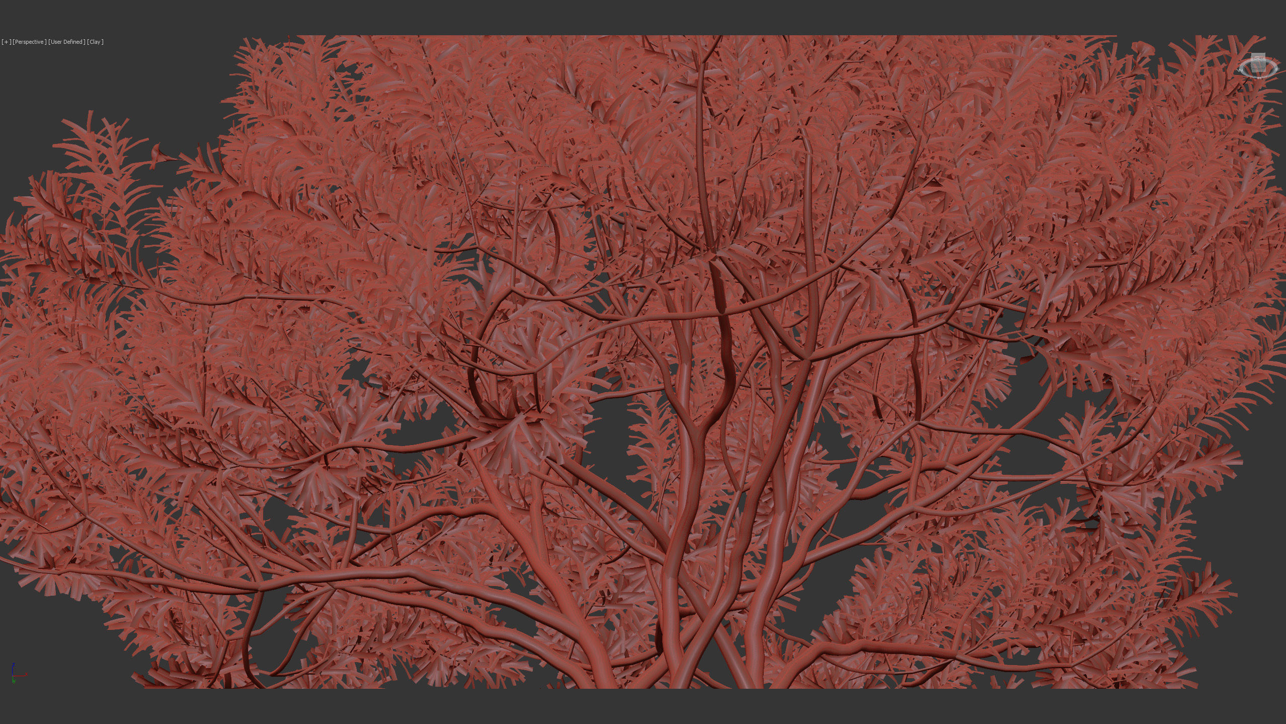 Cascabela thevetia Yellow oleander 3D model_13