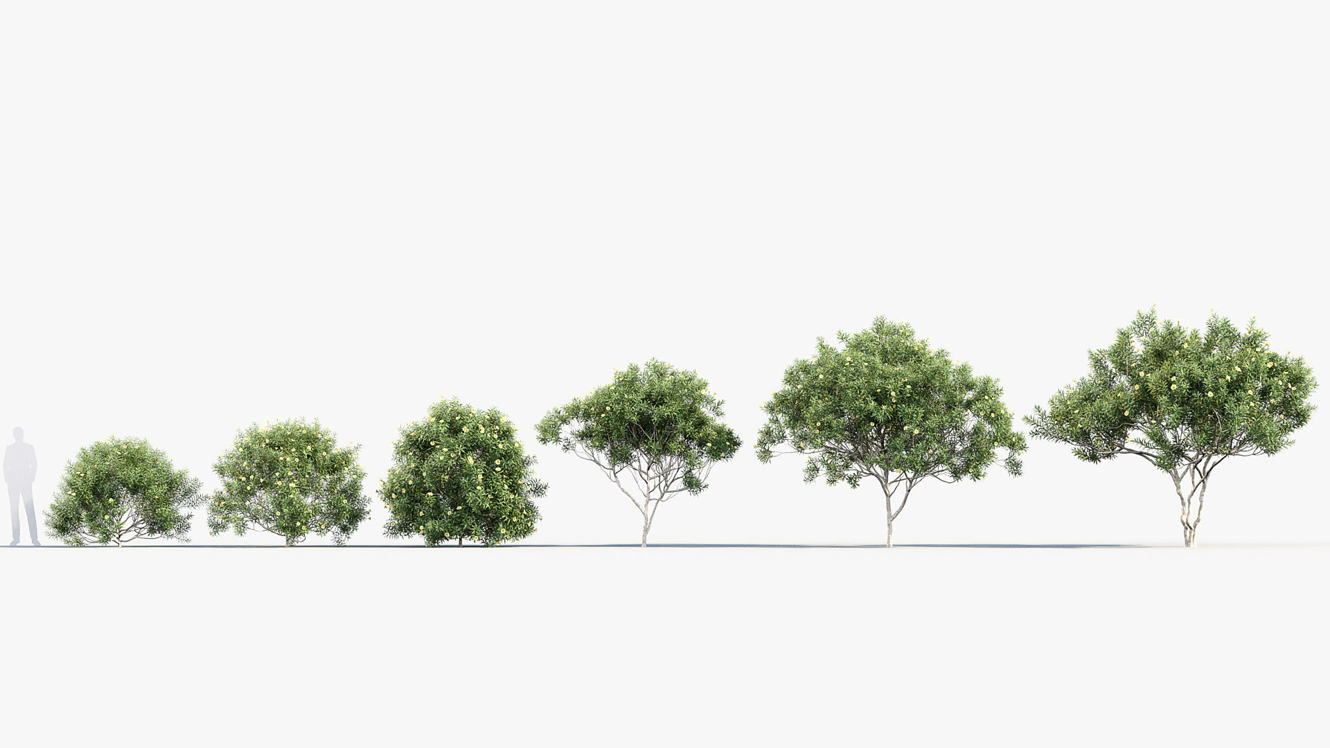 Cascabela thevetia Yellow oleander 3D model_1