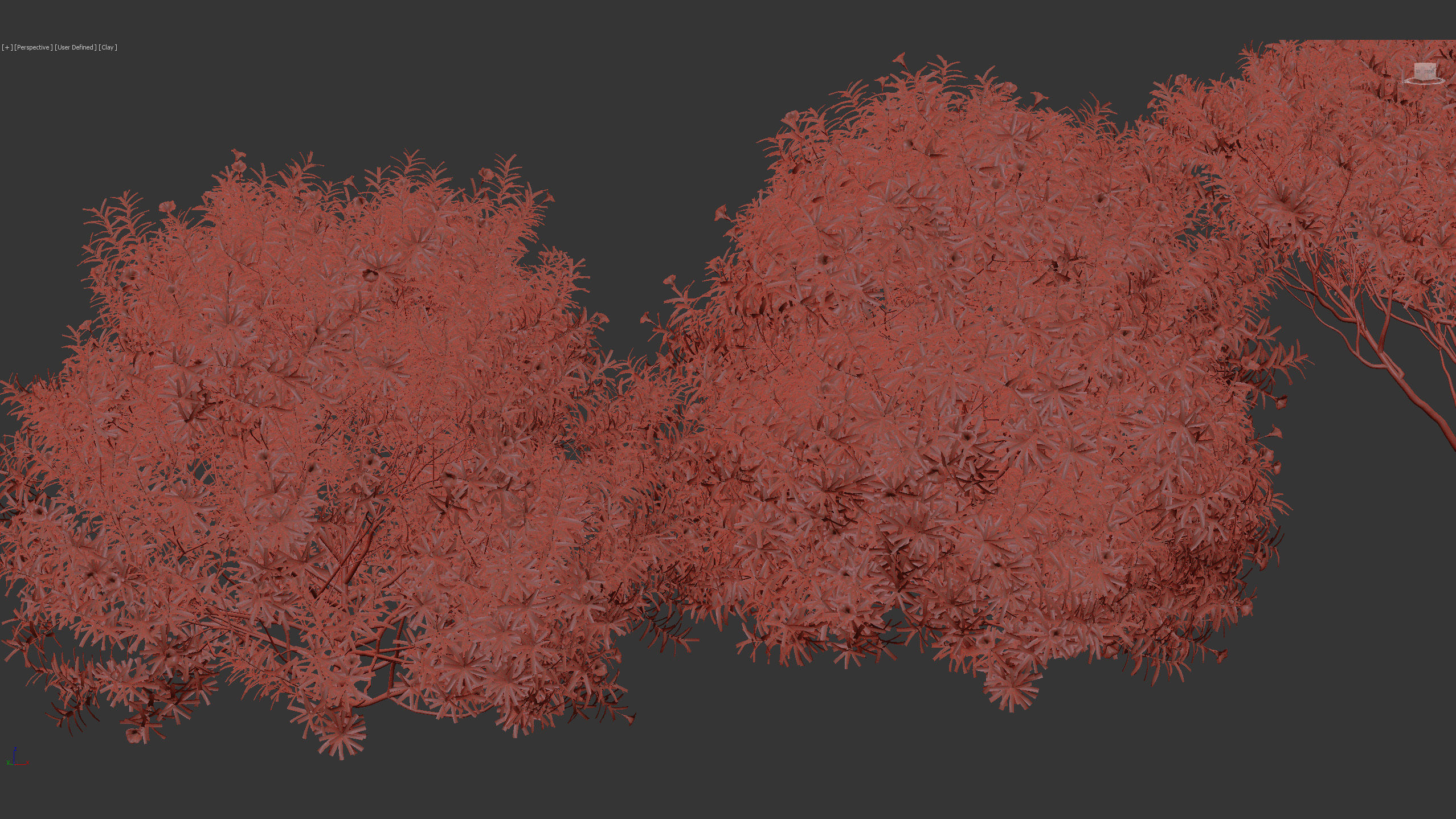 Cascabela thevetia Yellow oleander 3D model_11