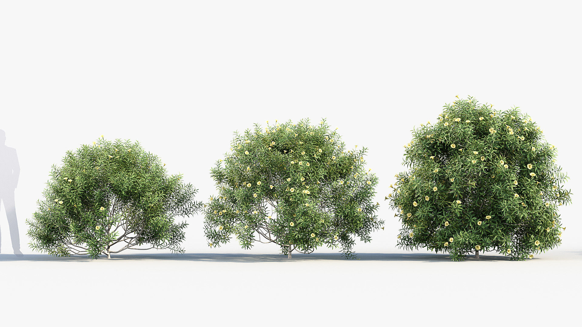 Cascabela thevetia Yellow oleander 3D model_2