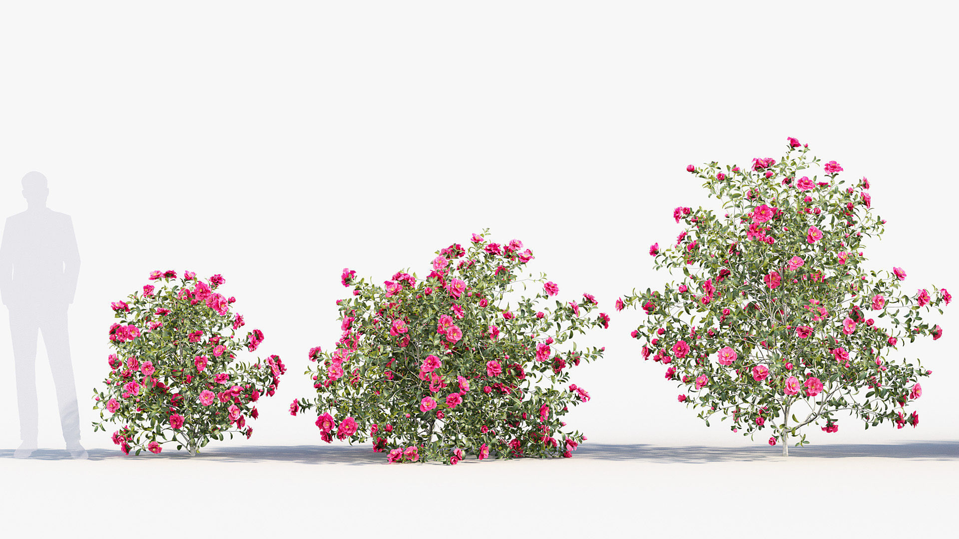 Camellia japonica Japanese camellia 3D model_2