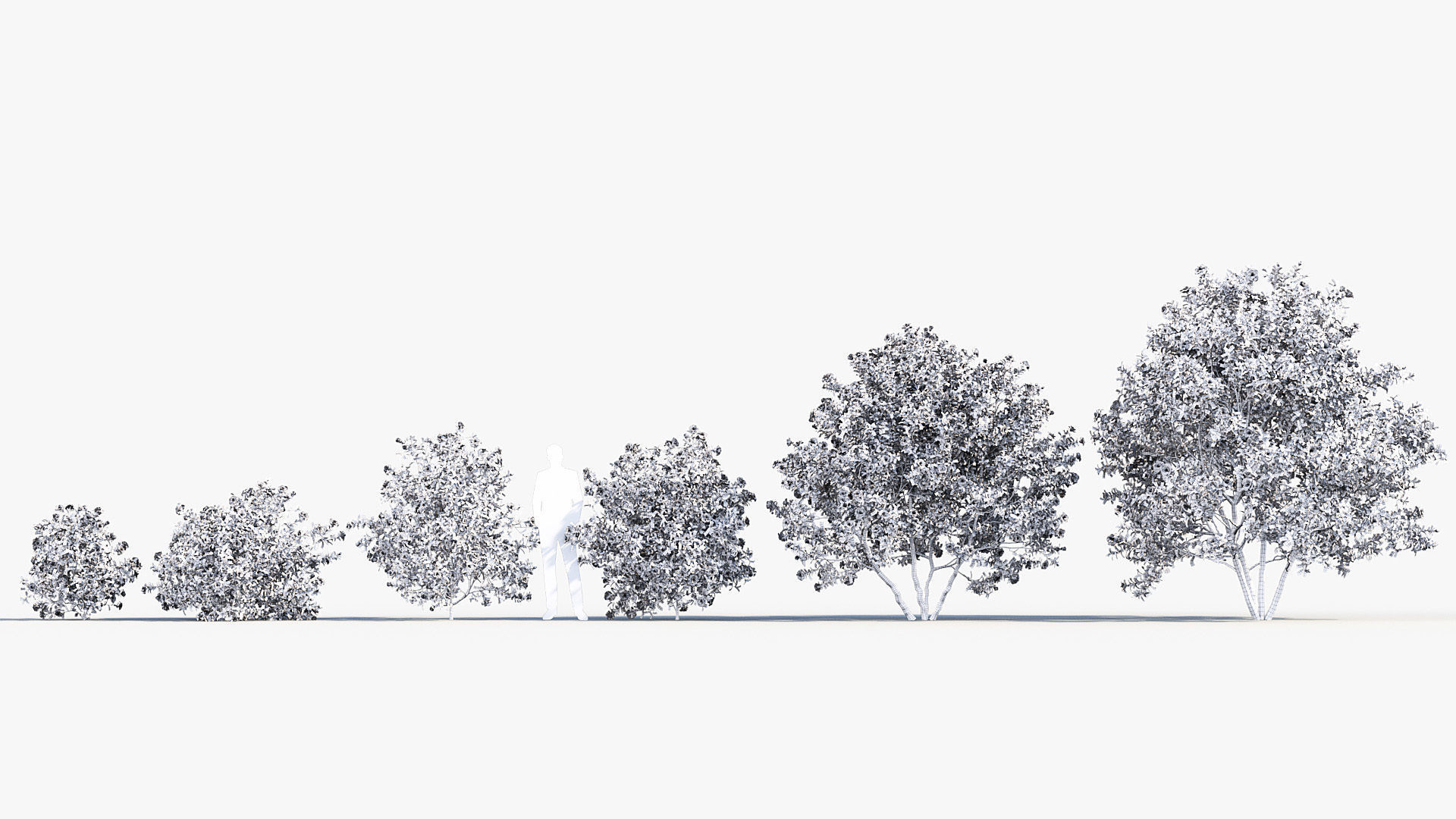 Camellia japonica Japanese camellia 3D model_8