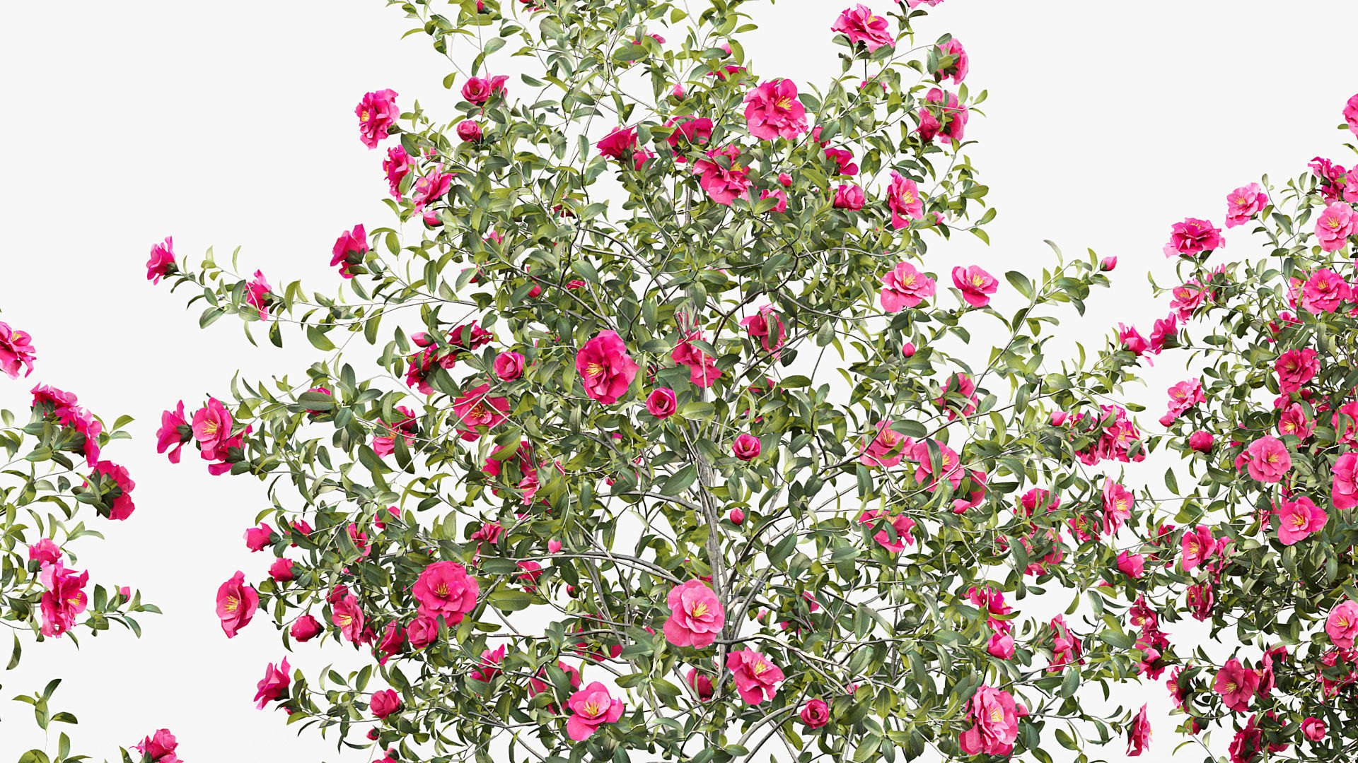 Camellia japonica Japanese camellia 3D model_5