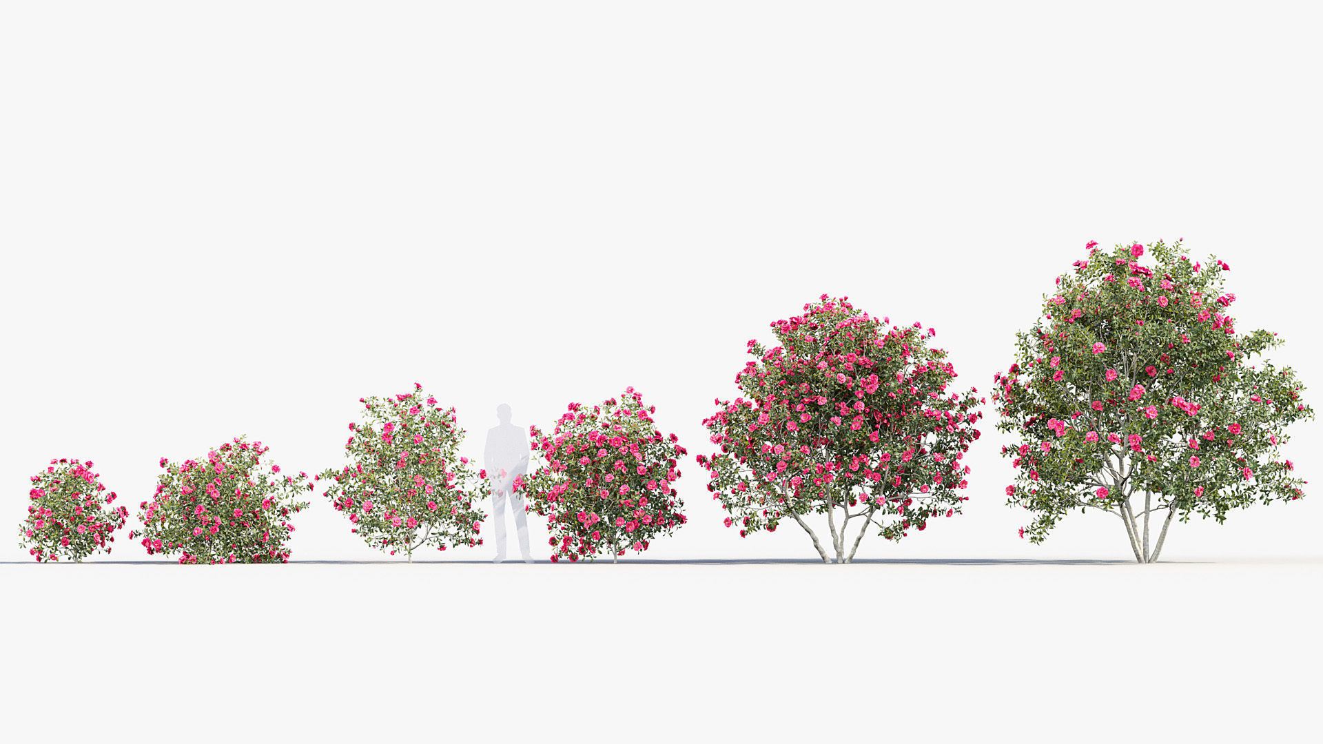 Camellia japonica Japanese camellia 3D model_1